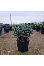 Picea sitchensis Silberzwerg C11 Lit. 25-30 cm