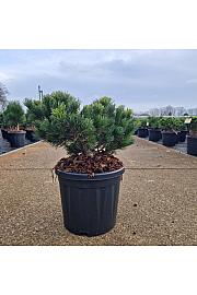 Pinus parviflora Linda C8 Lit. 20-30 cm