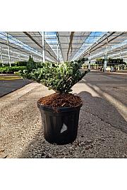 Abies koreana Oberon C6 Lit. 20-25 cm