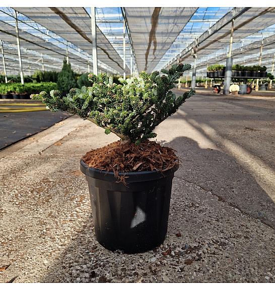 Abies koreana Oberon C6 Lit. 20-25 cm
