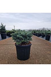 Abies koreana Tannja C8 Lit. 25-30 cm
