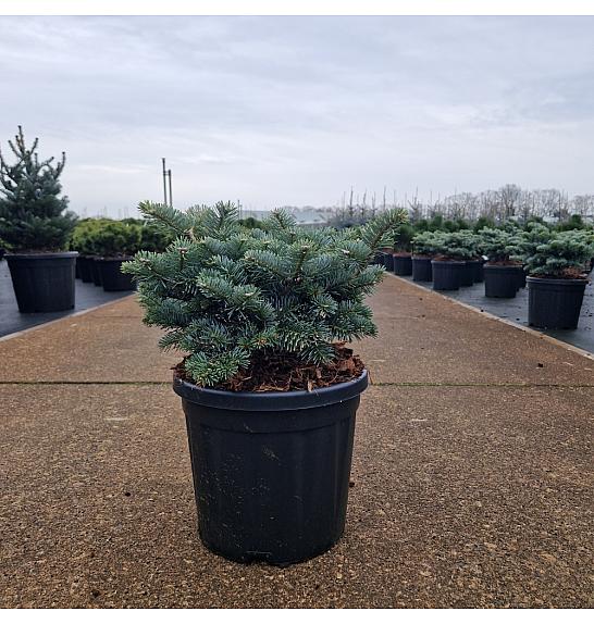 Abies koreana Tannja C8 Lit. 25-30 cm