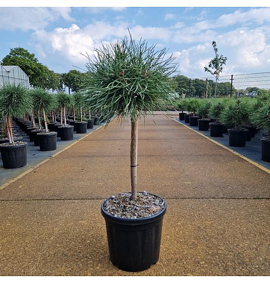 Pinus nigra Blue Pearl® C8 Lit. Na steblu 40 cm Krošnja 25-30 cm