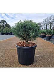 Pinus sylvestris Watereri C11 Lit. 30/+ cm Krogla
