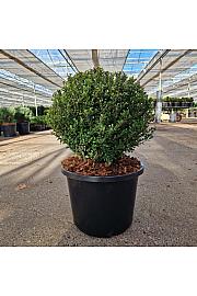 Ilex crenata Glorie Dwarf C12Lit. 35/+ cm Krogla