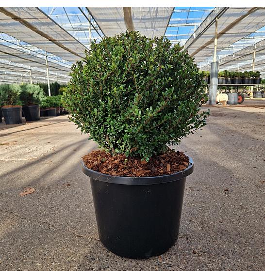 Ilex crenata Glorie Dwarf C12Lit. 35/+ cm Krogla
