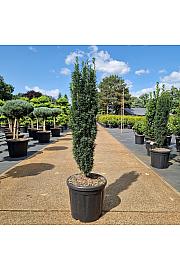 Taxus baccata Fastigiata C18 Lit. 90-100 cm