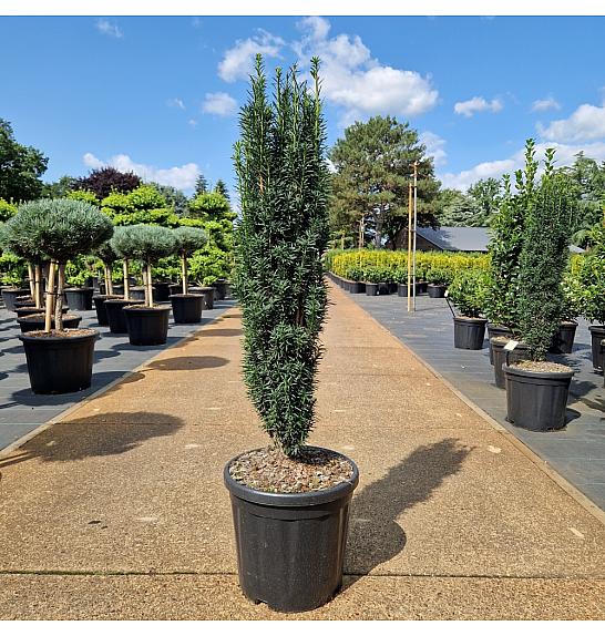 Taxus baccata Fastigiata C18 Lit. 90-100 cm