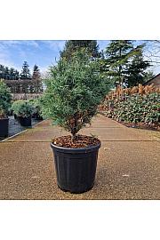 Pinus strobus Squiggles C18 Lit. 40/+ cm