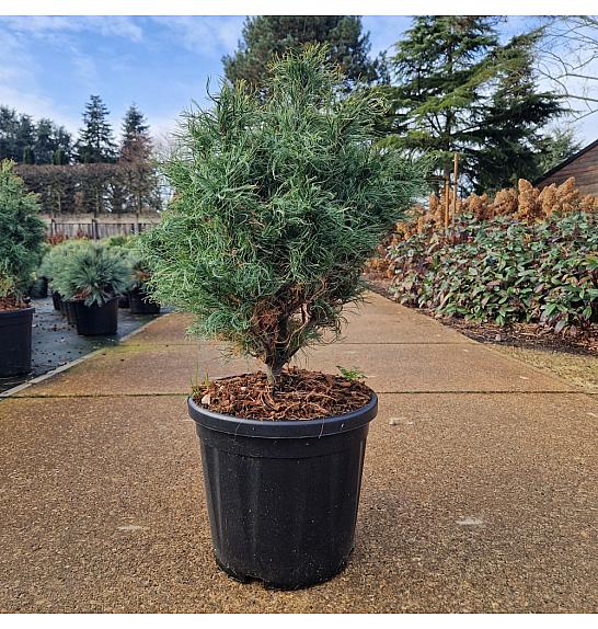 Pinus strobus Squiggles C18 Lit. 40/+ cm