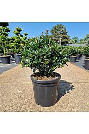Ilex meserveae Blue Maid C18 Lit. 40-50 cm Krogla