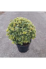 Osmanthus heterophyllus Goshiki C18 Lit. 35-40 cm Krogla