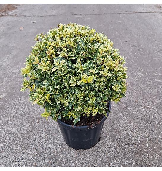 Osmanthus heterophyllus Goshiki C18 Lit. 35-40 cm Krogla