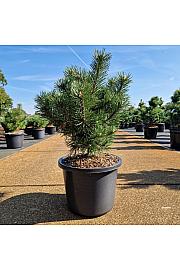 Pinus uncinata La Cabana C12 Lit. 40-50 cm