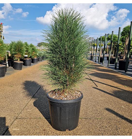Pinus nigra Green Tower C15 Lit. 60/+ cm