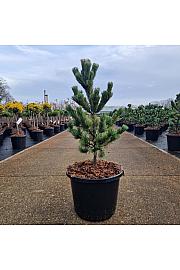 Pinus parviflora Ara-Kawa C12 Lit. 50-60 cm