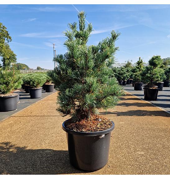 Pinus parviflora Bonnie Bergman C12 Lit. 60/+ cm