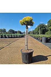 Pinus mugo Carstens Wintergold C11 Lit. Na steblu 50 cm Krošnja 25-30 cm