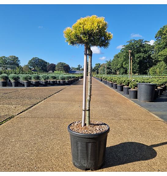 Pinus mugo Carstens Wintergold C11 Lit. Na steblu 50 cm Krošnja 25-30 cm