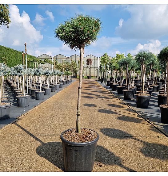 Pinus uncinata Wiel C11 Lit. Na steblu 60 cm