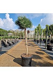 Pinus nigra Keightly Broom C15 Lit. Na steblu 60 cm
