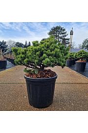 Pinus mugo Laurin C18 Lit. 40-50 cm