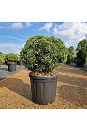 Pinus mugo Benjamin C18 Lit. 40-50 cm Krogla