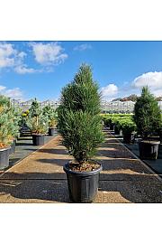 Pinus nigra Green Tower C20 Lit. 80-90 cm