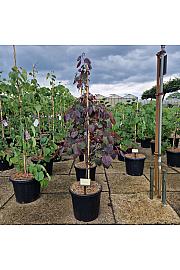 Cercis canadensis Ace of Spades C20 Lit. 125-150 cm