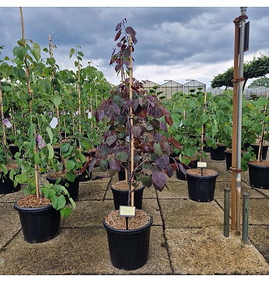 Cercis canadensis Ace of Spades C20 Lit. 125-150 cm