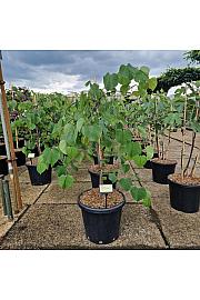 Cercis canadensis Lavender Twist C25 Lit. 100-125 cm