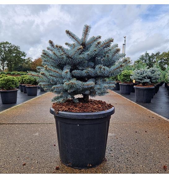 Picea pungens glauca globosa C25 Lit. 50/+ cm