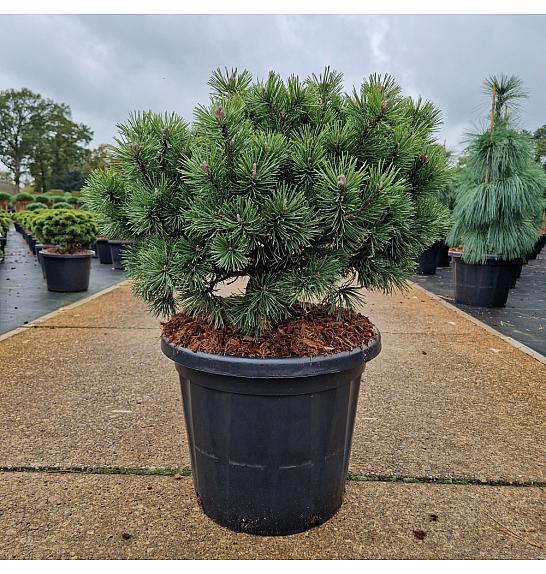 Pinus mugo Mops C25 Lit. 60/+ cm Krogla