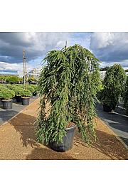 Tsuga can. Pendula C35 Lit. 90-110 cm