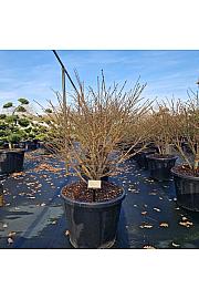 Euonymus alatus Compactus C80 Lit. 90-100 cm