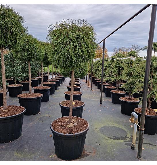 Thuja occ. Filiformis C110 Lit. Na steblu 60 cm Krošnja 70 cm