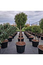 Thuja occ. Filiformis C130 Lit. Na steblu 100 cm Krošnja 70-80 cm
