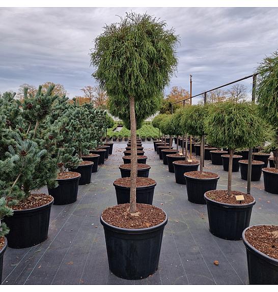 Thuja occ. Filiformis C130 Lit. Na steblu 100 cm Krošnja 70-80 cm