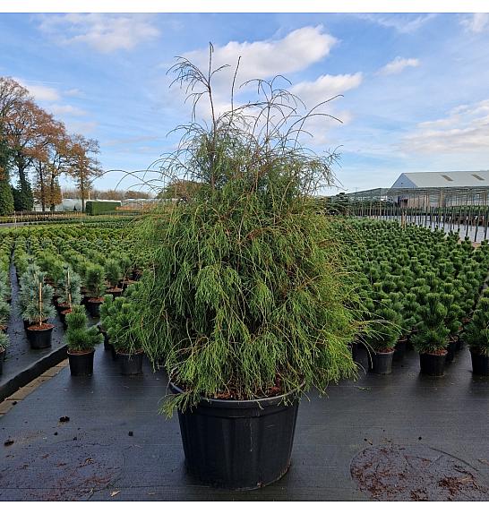 Thuja occ. Filiformis C280 Lit. 150-175 cm