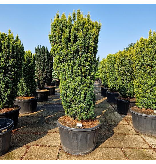 Taxus baccata Fast. David C280 Lit. 180-200 cm