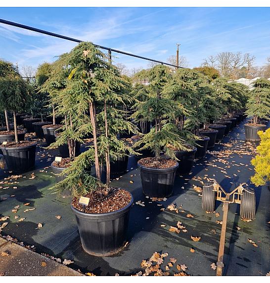 Juniperus comm. Green Carpet C80 Lit. 140/+ cm Bonsai