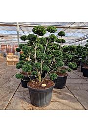 Ilex crenata Mutchagara C180 Lit. 140-160 cm Bonsai