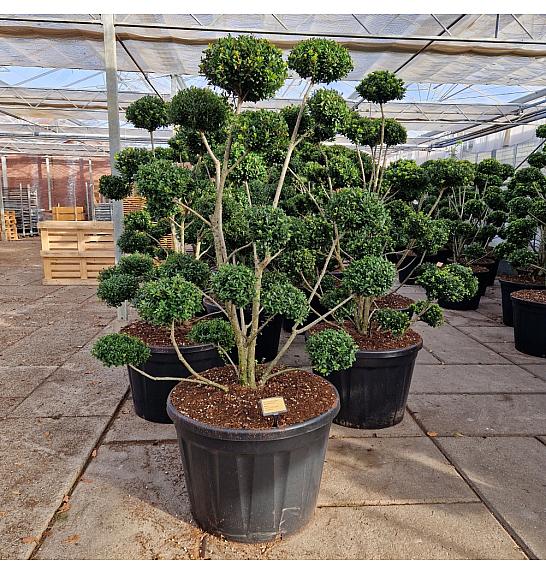 Ilex crenata Mutchagara C180 Lit. 140-160 cm Bonsai