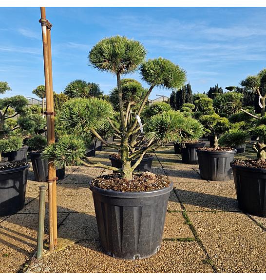 Pinus uncinata C130 Lit. 100-110 cm Bonsai