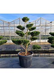 Juniperus media Mint Julep C130 Lit. 160-187 cm Bonsai