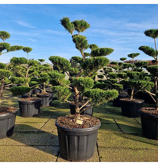 Juniperus media Mint Julep C180 Lit. 160-180 cm Bonsai