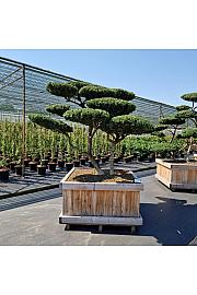 Ilex crenata Convexa v lesenem koritu 110x110 cm 180-200 cm Bonsai