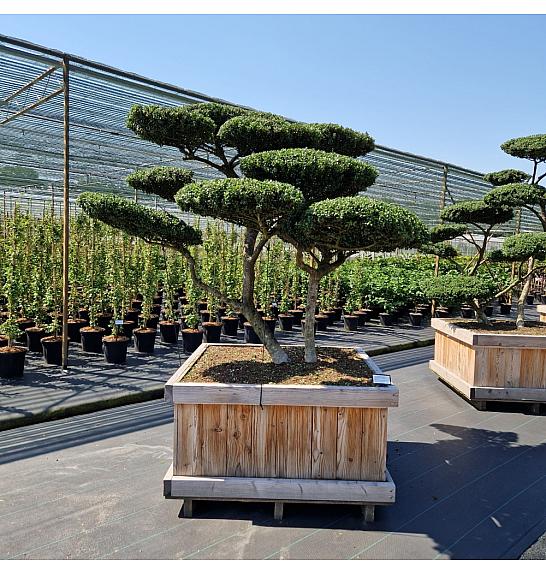 Ilex crenata Convexa v lesenem koritu 110x110 cm 180-200 cm Bonsai