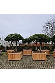 Pinus mugo mughus v lesenem koritu 130x130 cm 200-250 cm Dežnik