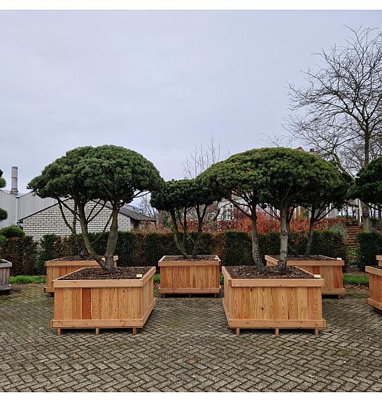 Pinus mugo mughus v lesenem koritu 130x130 cm 200-250 cm Dežnik